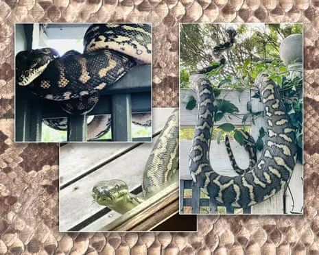 Accepting the Reptiles in My Ceiling: A Transformation from Anxiety to Fascination